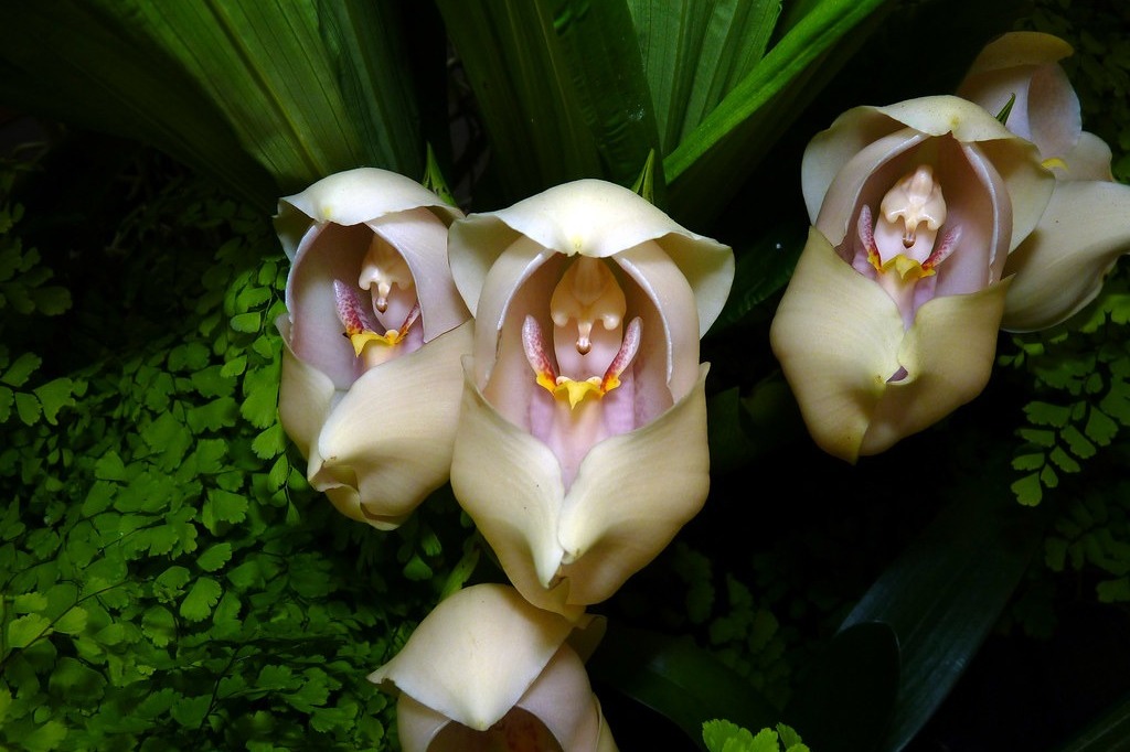Виды и сорта орхидей розового, белого и желтого цвета для домашнего выращивания